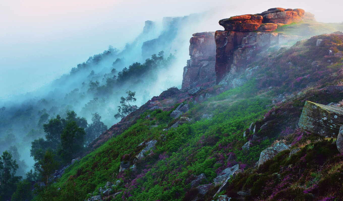 flowers, light, the most, beautiful, forest, screensavers, of the world, morning, fog, places, mountains