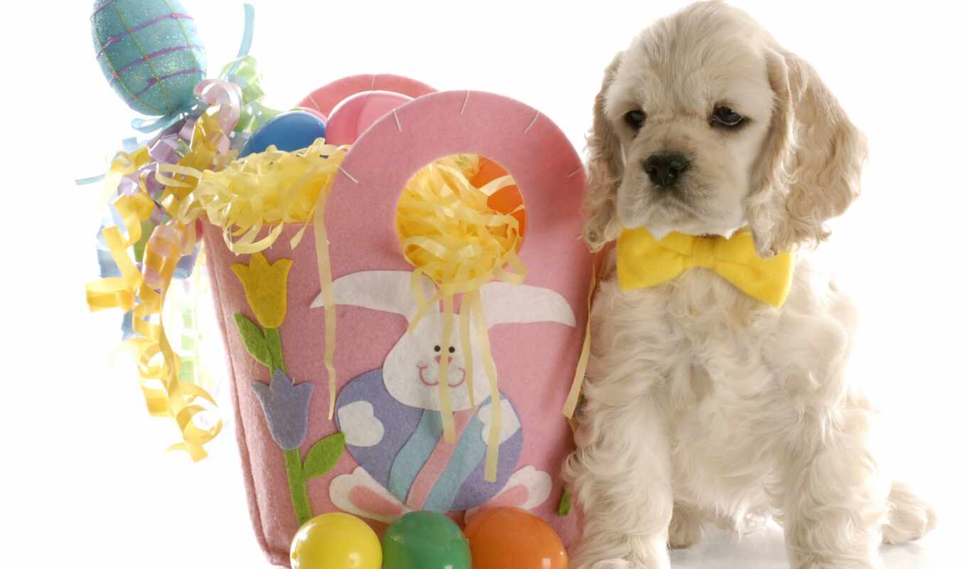 butterfly, dog, puppy, animal, rabbit, egg, easter, East, lie, singing