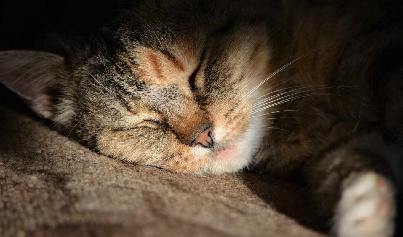 кот, спать, animal, foto, public, domain, advertisement, усталость, schl ft