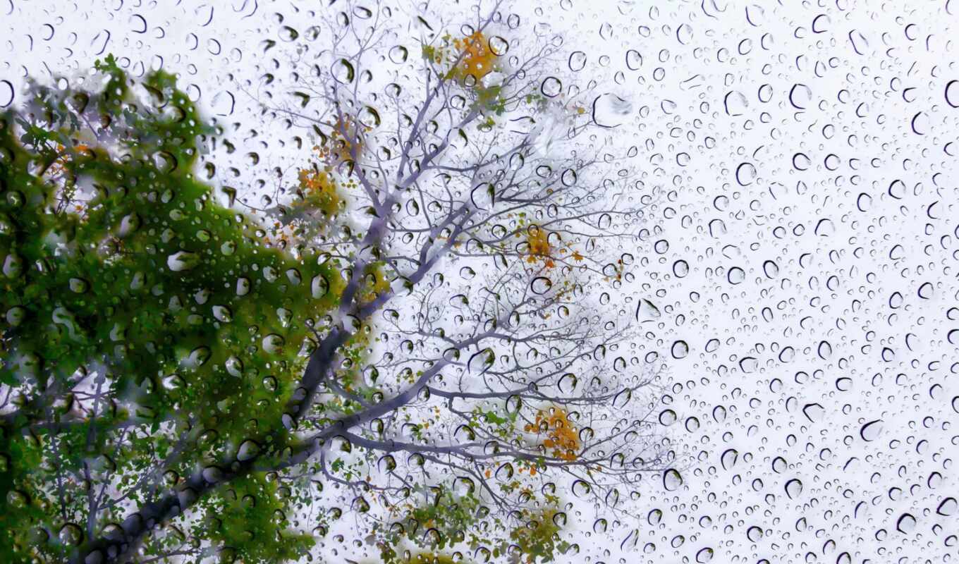 drop, буря, дождь, дерево, стихи, день, rainy