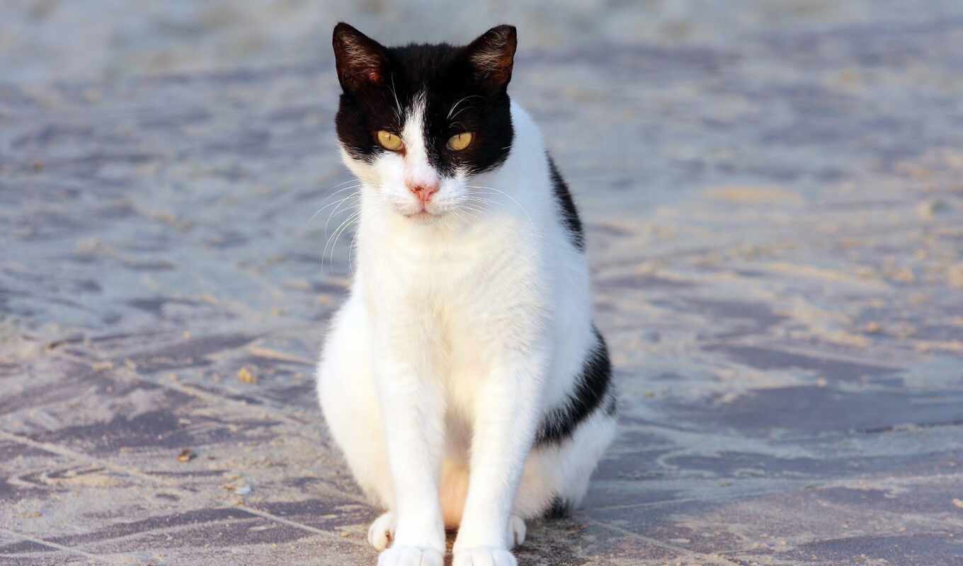 black, white, cat, sit