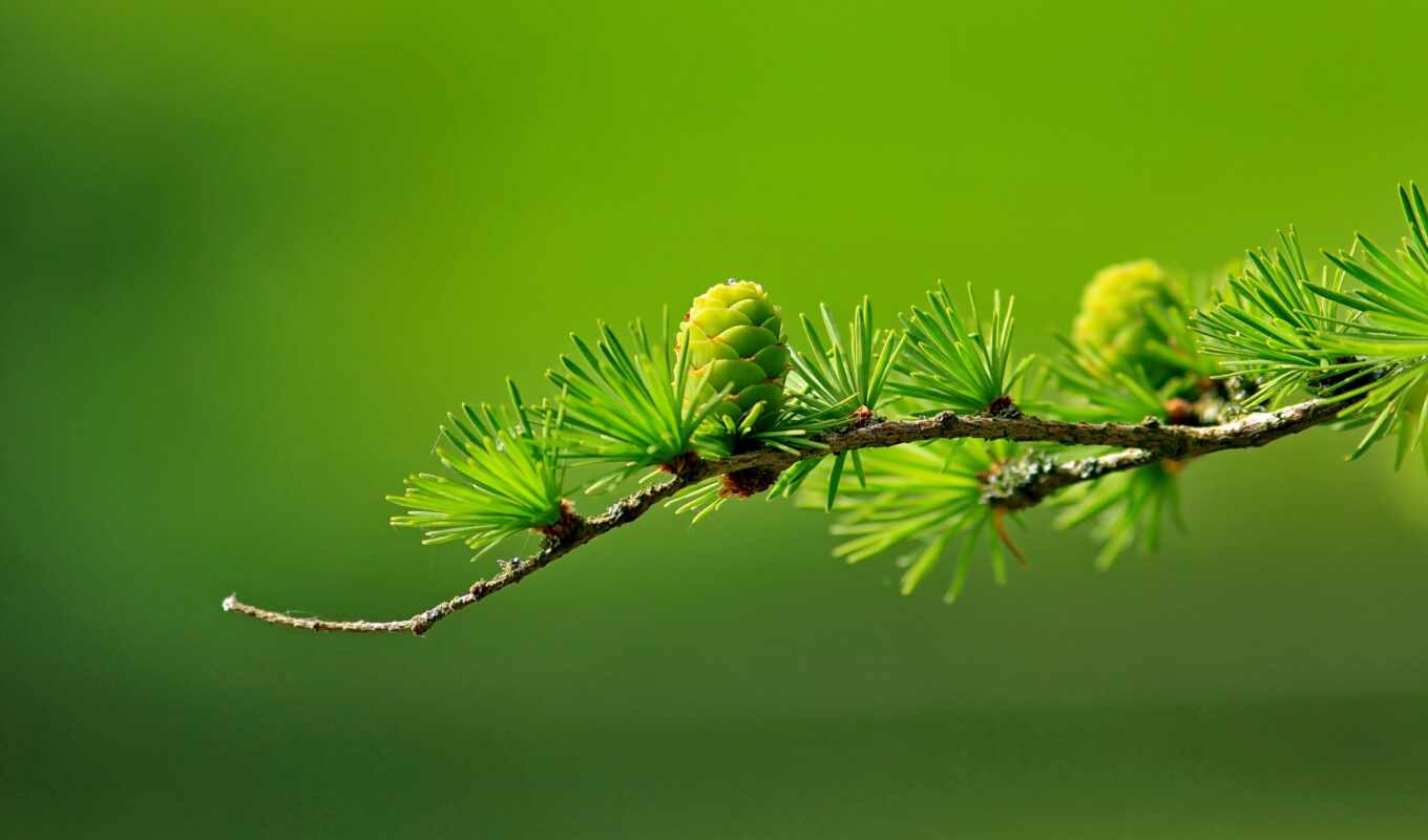green, pine, cone