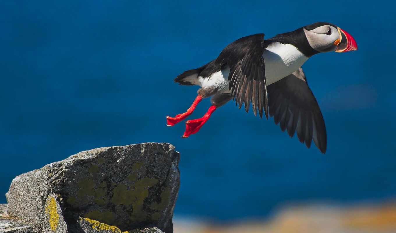 птица, puffin, тупик