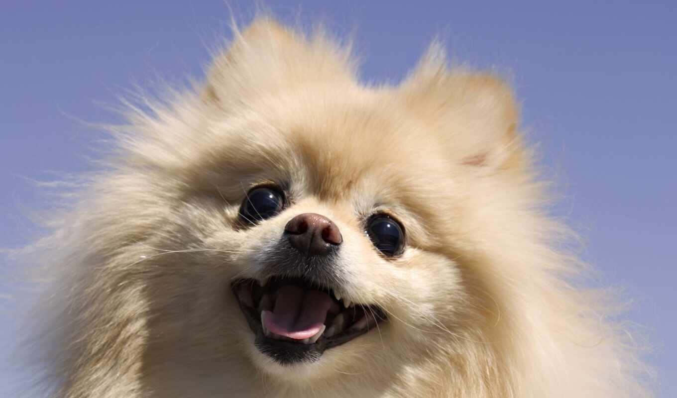 собака, card, шпиц, pomeranian