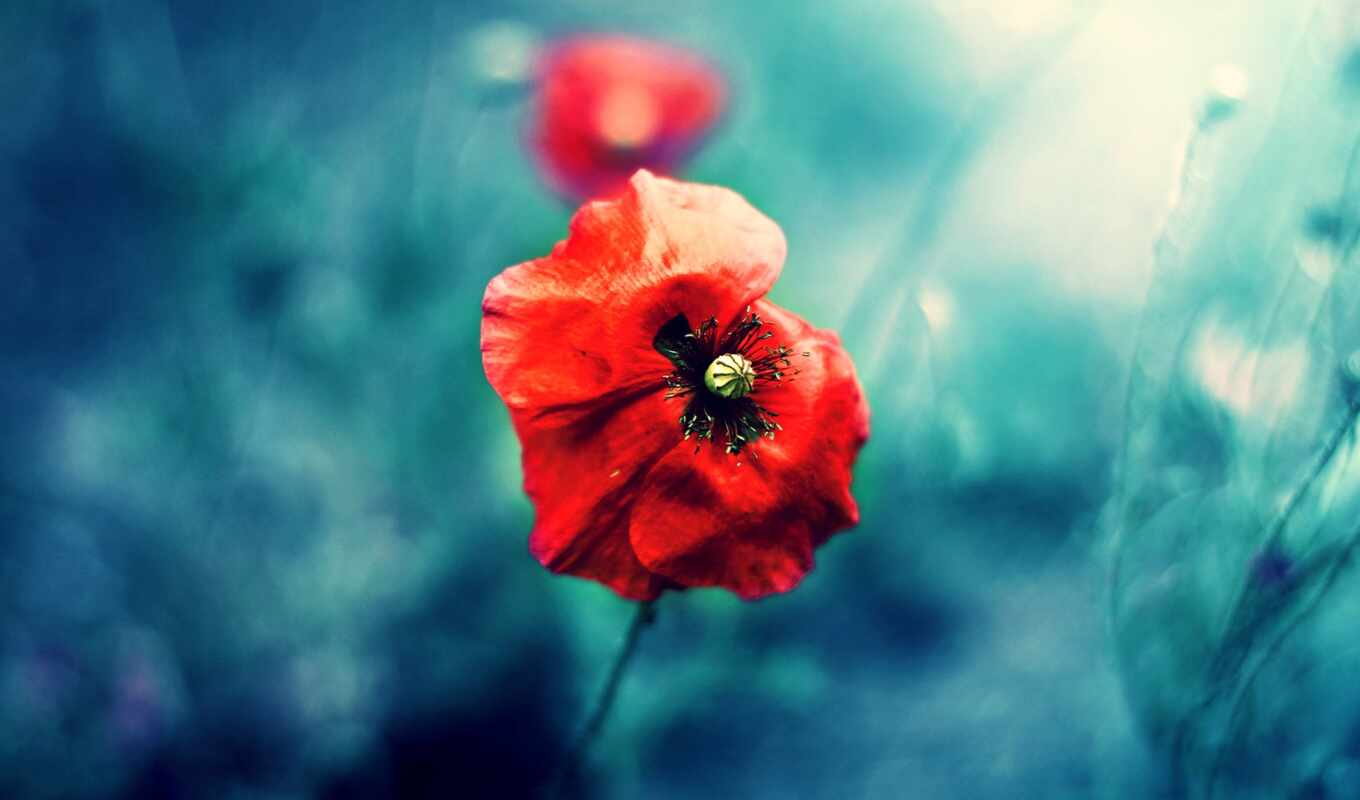 nature, flowers, red, poppy