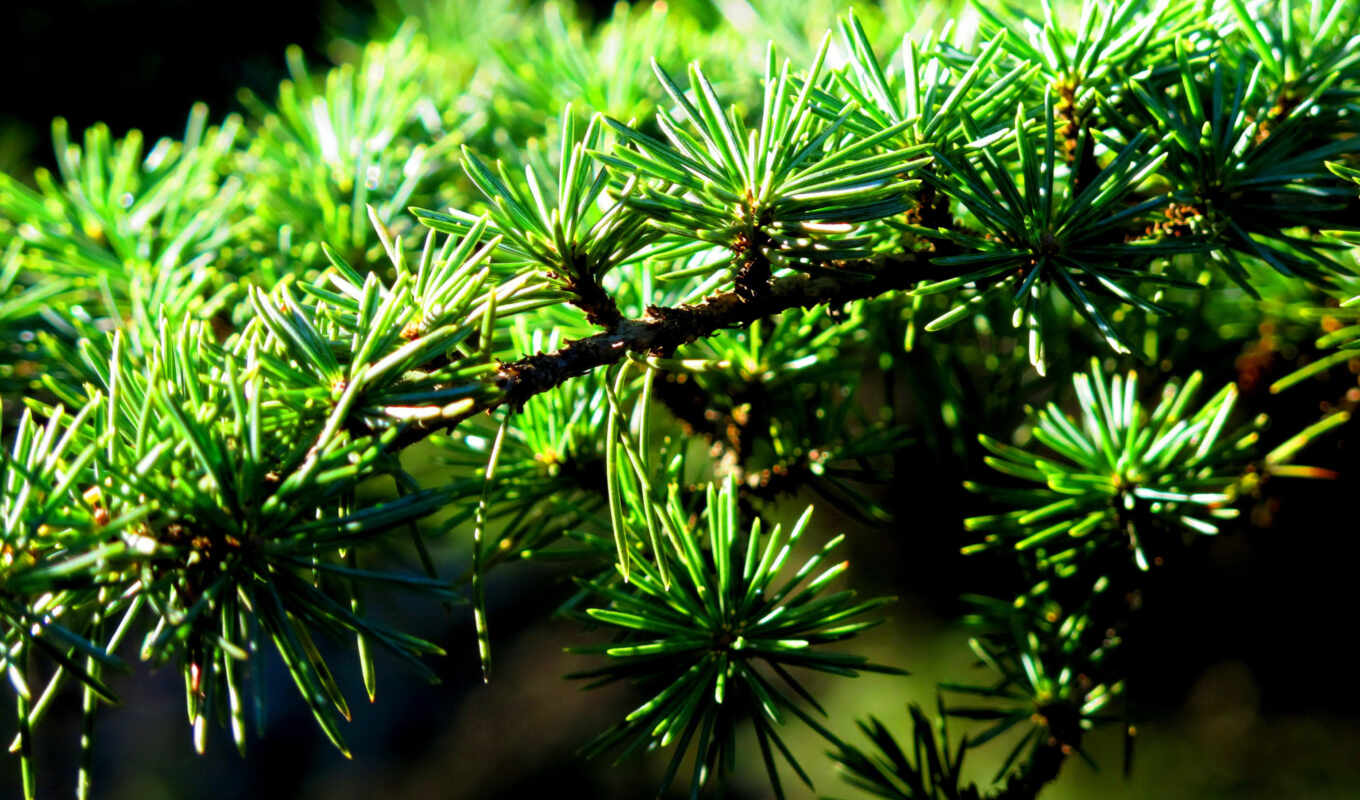 light, needles, pine tree