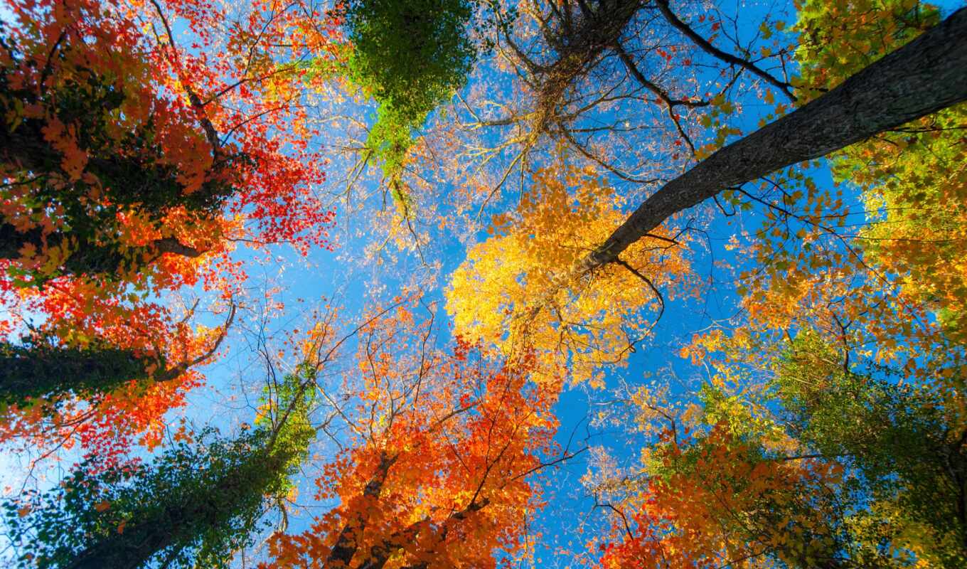 осень, фон, изображение, лес, деревья, впервые, день, photos, 