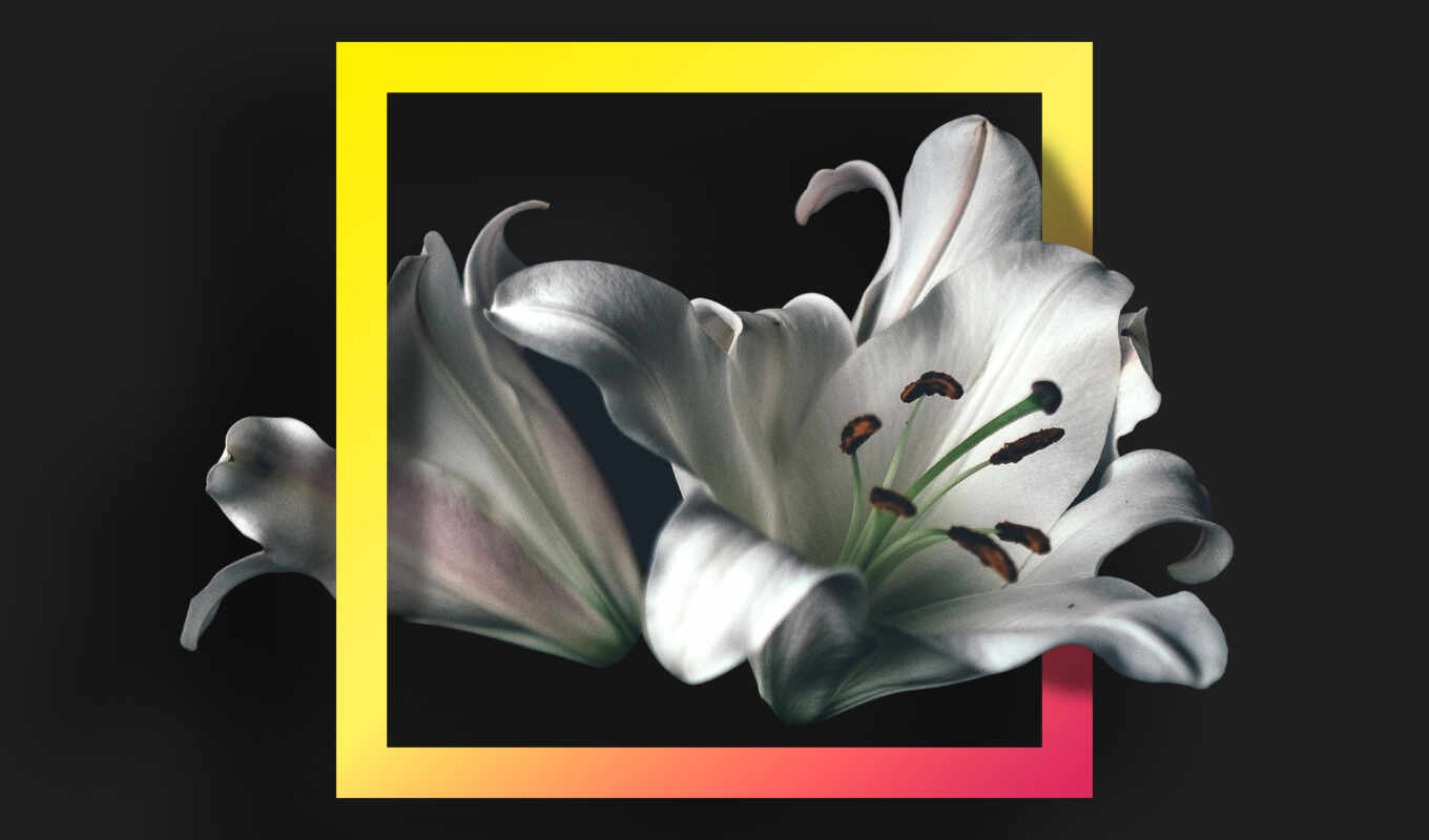 фото, black, цветы, white, free, фон, flowers, stock, lily