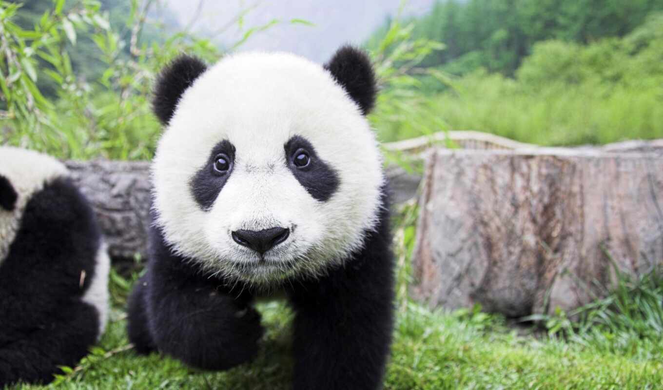 панда, панды, яndex, collections, фотоохота, панд