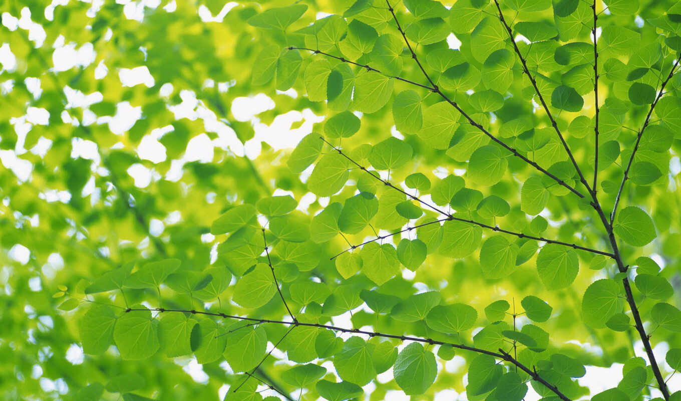 summer, free, зелёный, биг, листва, красивый, shirokoformatnyi