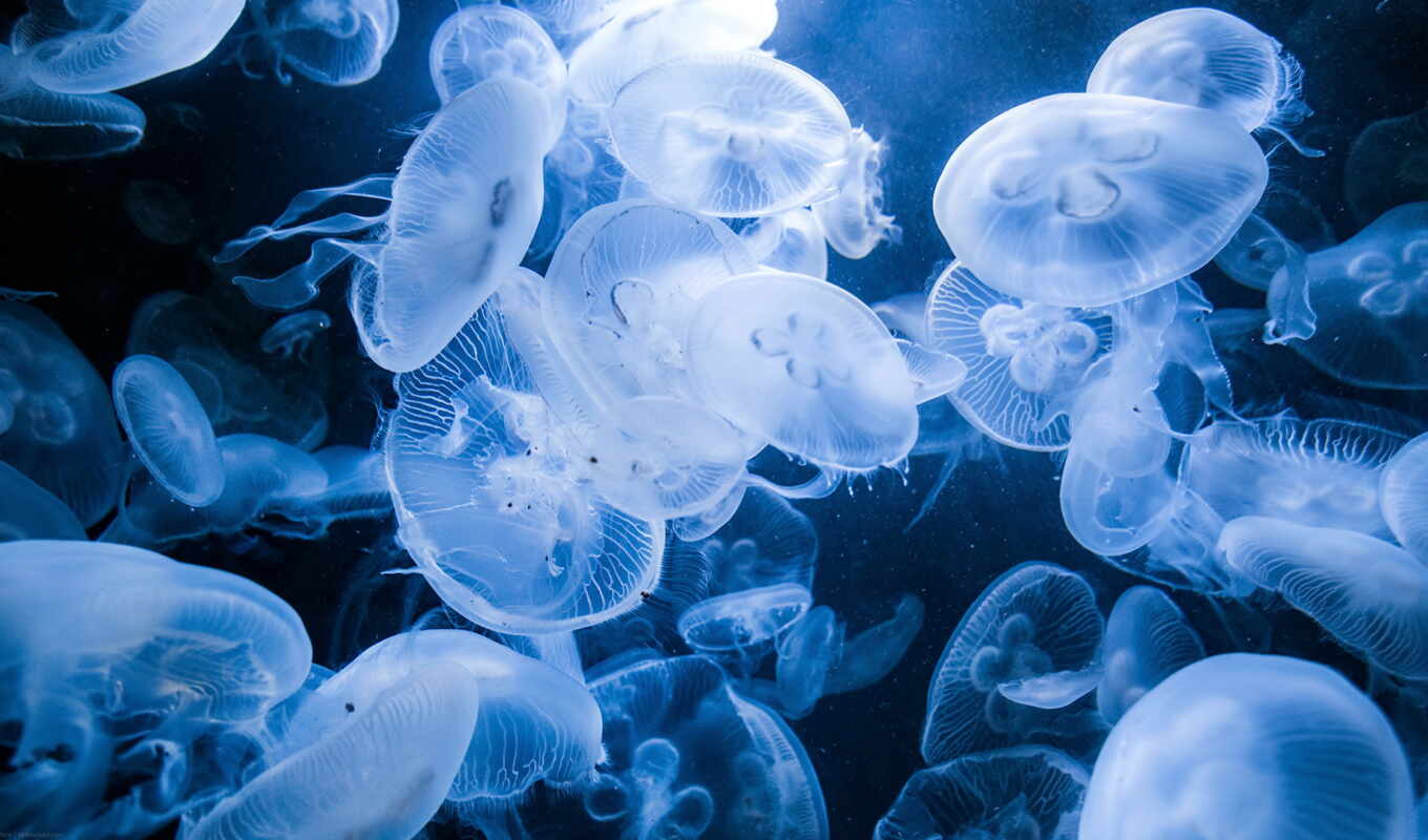 jellyfish, іо