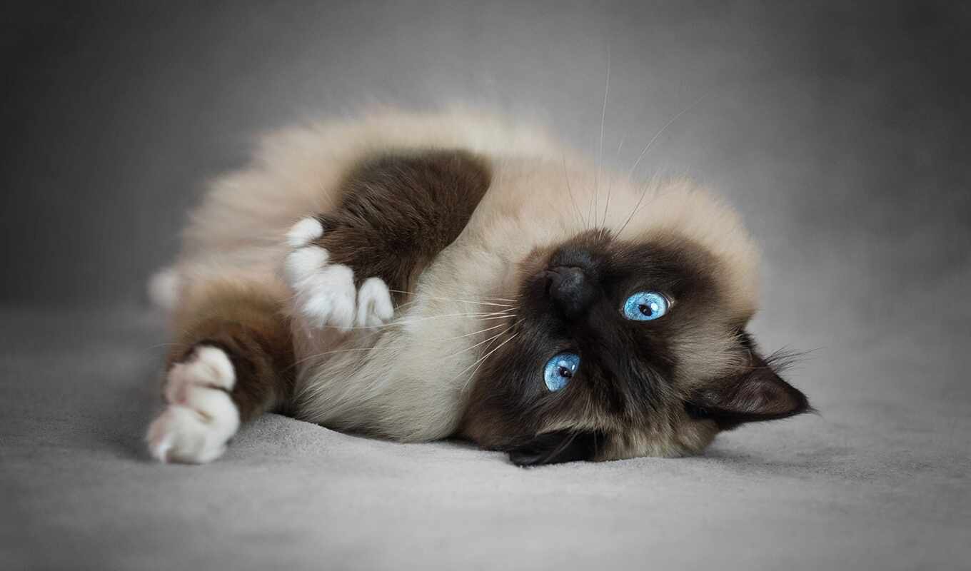 blue, глаз, кот, браун, animal, пушистый, pet, сиамский, родословная, ragdoll