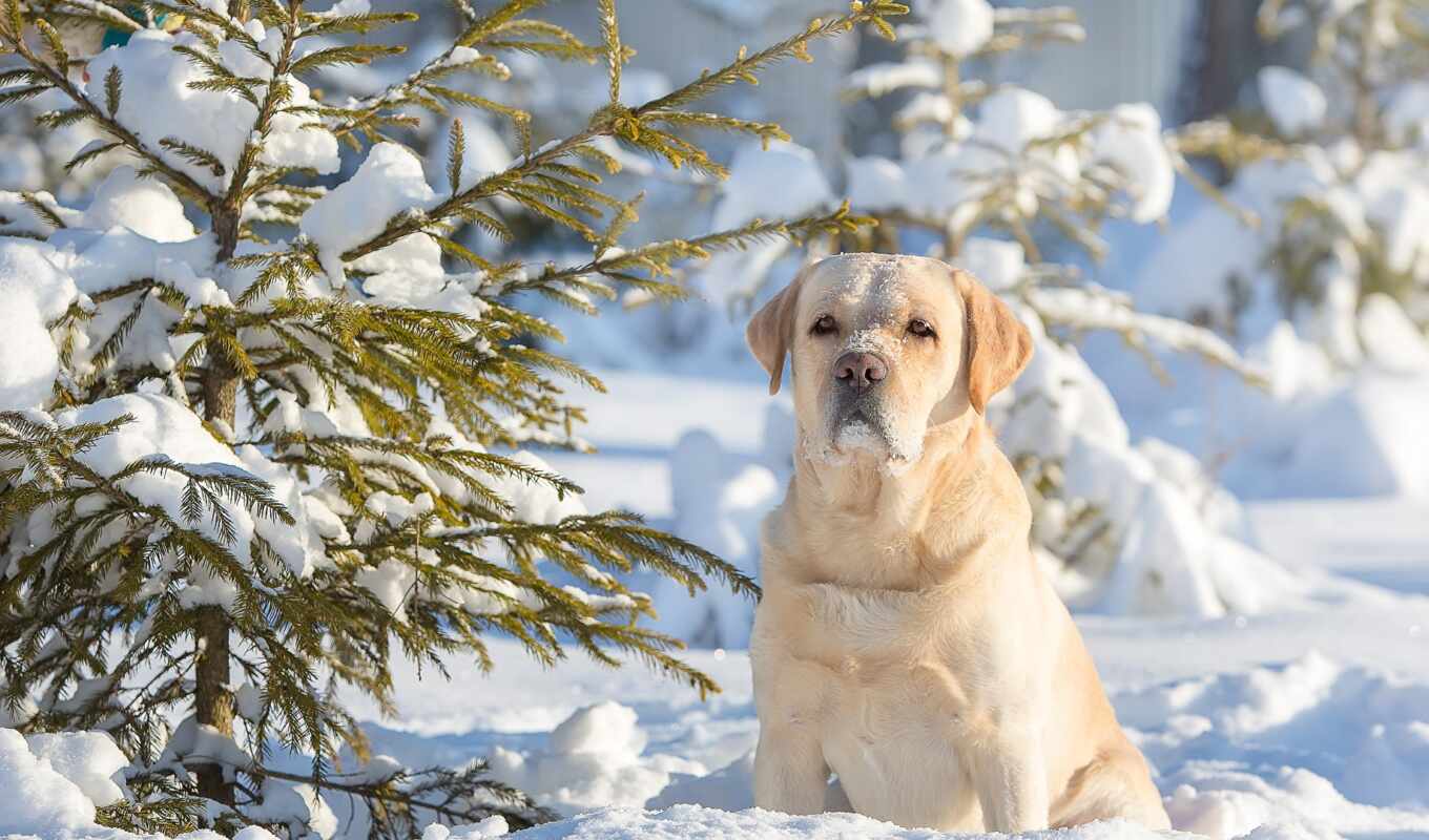 snow, winter, dog, puppy, Labrador, retriever
