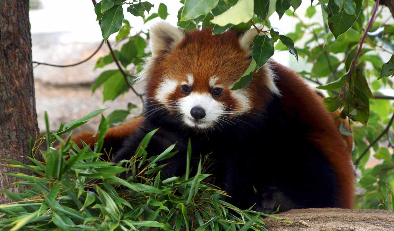 mac, red, cute, панда, animal, бамбук, пушистый, круглолицый