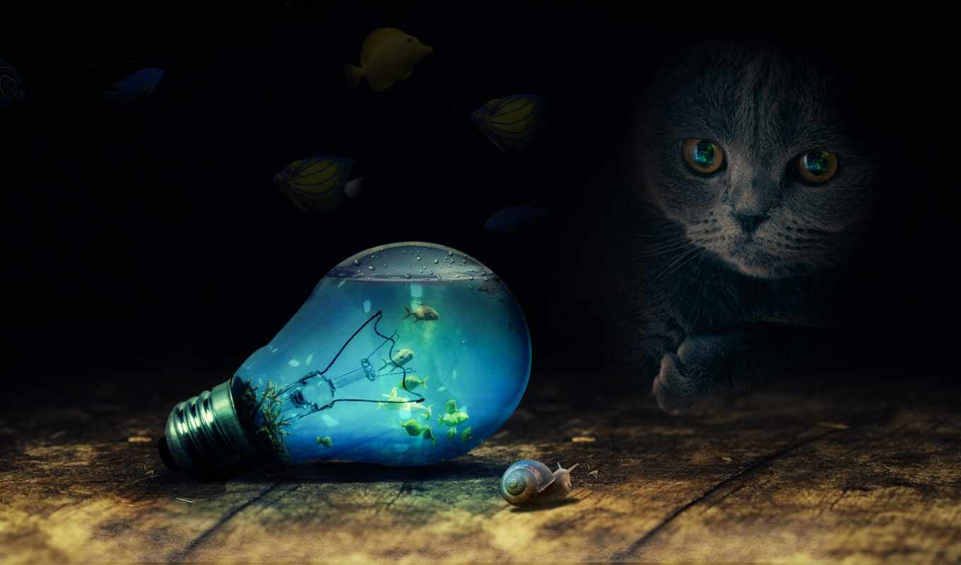 facebook, light, cat, cover, fish, light bulb, snail