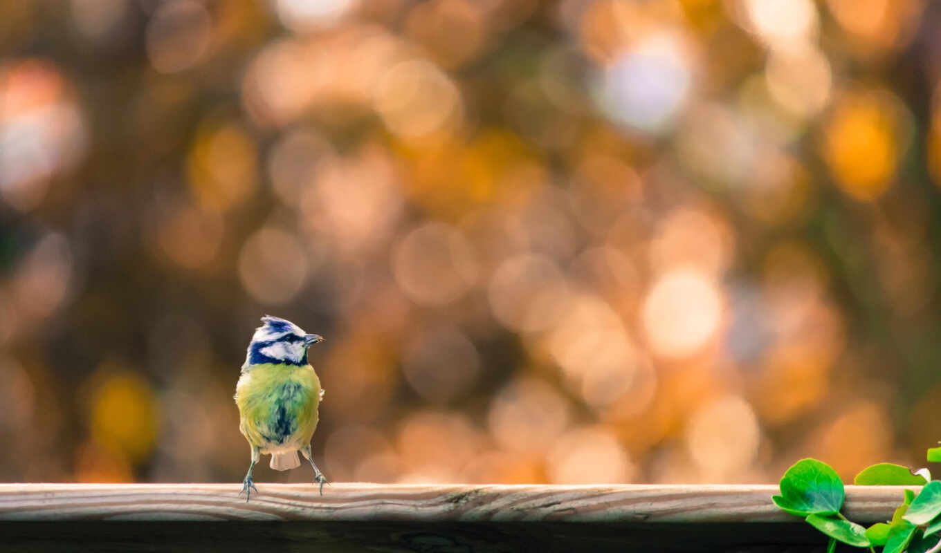 blue, bird, animal, tit, titan, eurasian