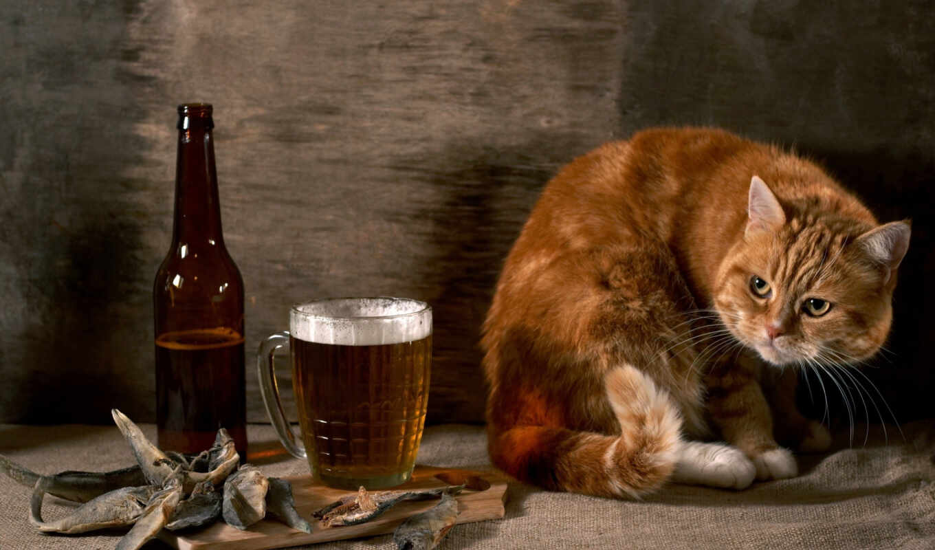 картинка, животные, кошки, рыжий, коты, рыба, бутылка, пиво, подозрительный
