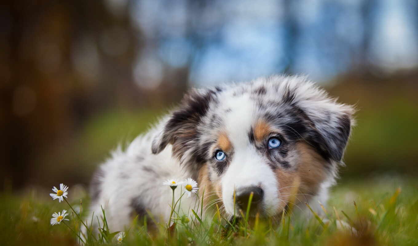 blue, dog, lovely, dogs, dogs, awesome, dogs, australian, aussi