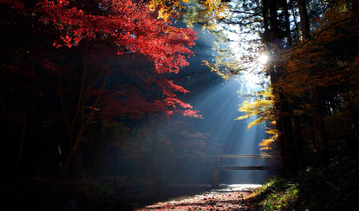 best, sun, лес, осень, trees, rays, flickr