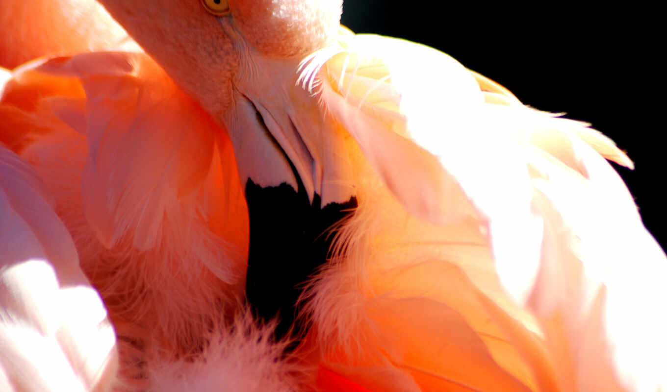 desktop, free, flamingo, animals, animal, fund, flamenco