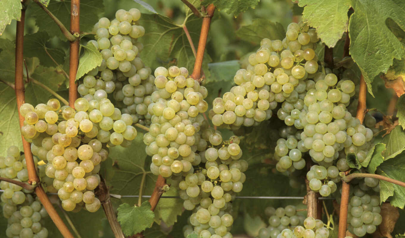 white, very, small, grape, variety, white, bunches, grapes, varieties, classes