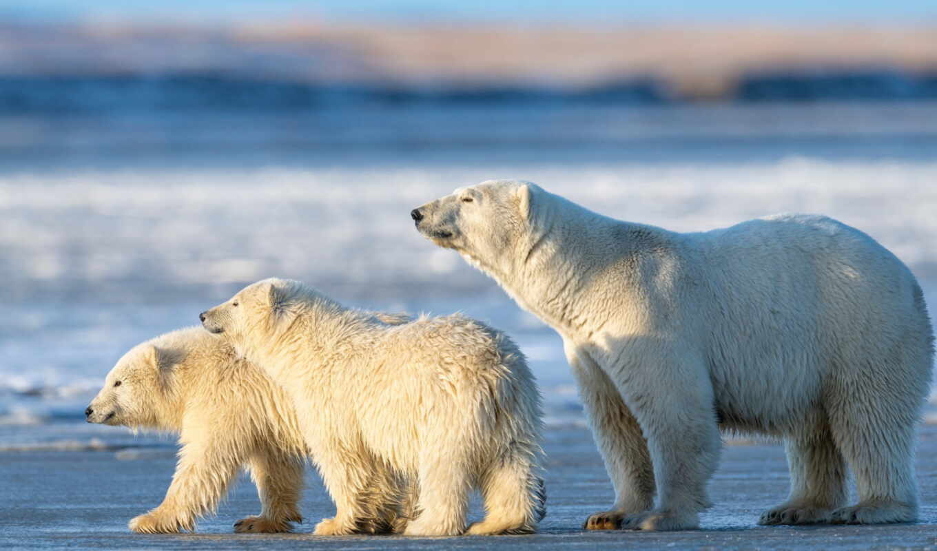 snow, animals, bear, animal, the cub, cross, baby, two, polar, grizzly
