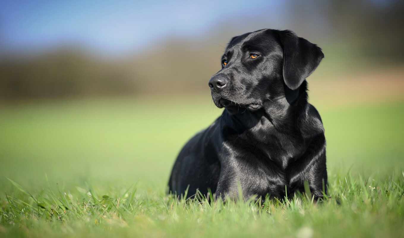 black, dog, Labrador, retriever