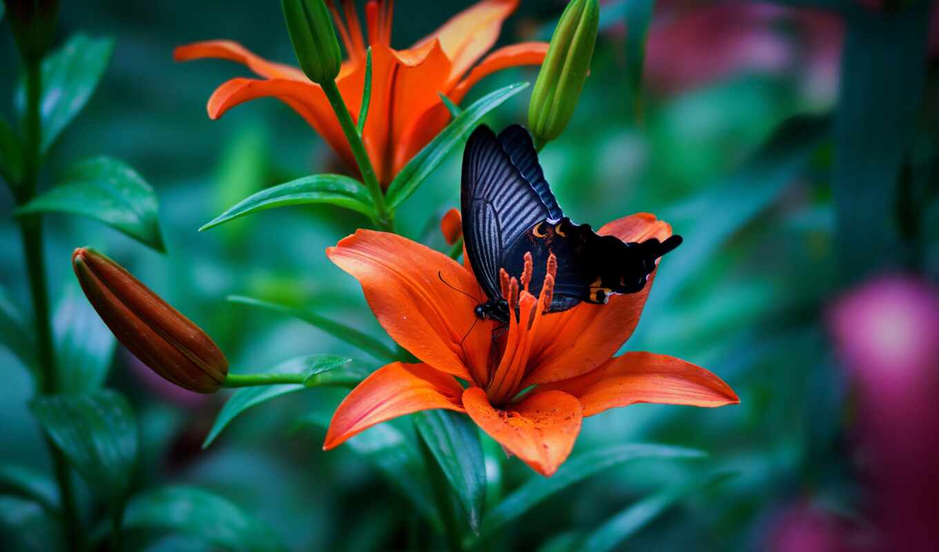 flowers, a laptop, butterfly, petal, matte, ram, another, gb, delivery, adronix