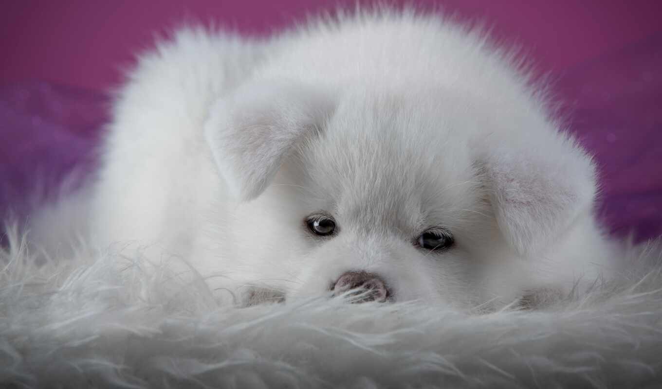 white, собака, щенок, funart, oir