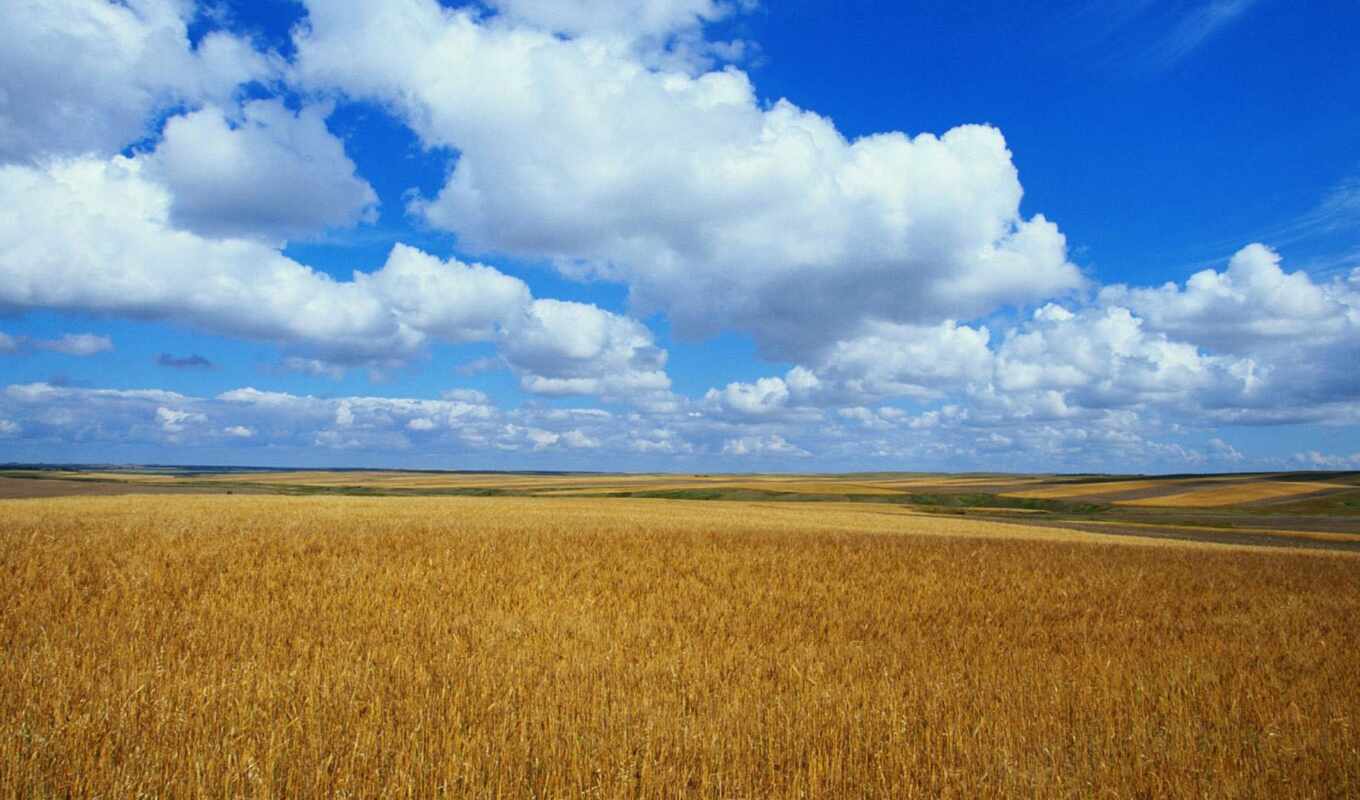 sky, field