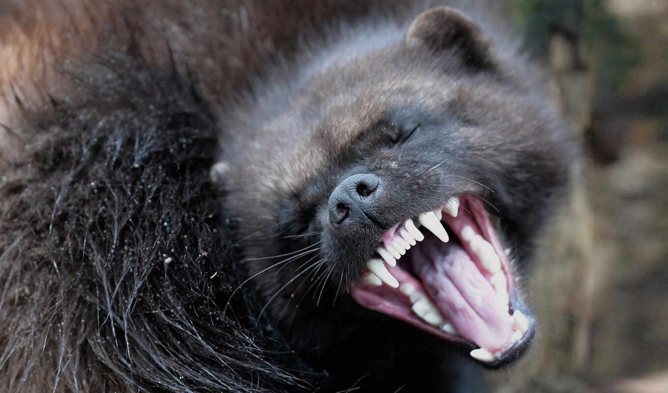 picture, to find, May, wild, animal, twitter, wolverine, thous