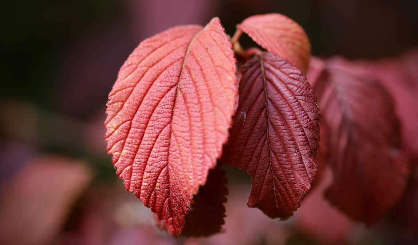 sheet, lens, red, leaf, pixabay