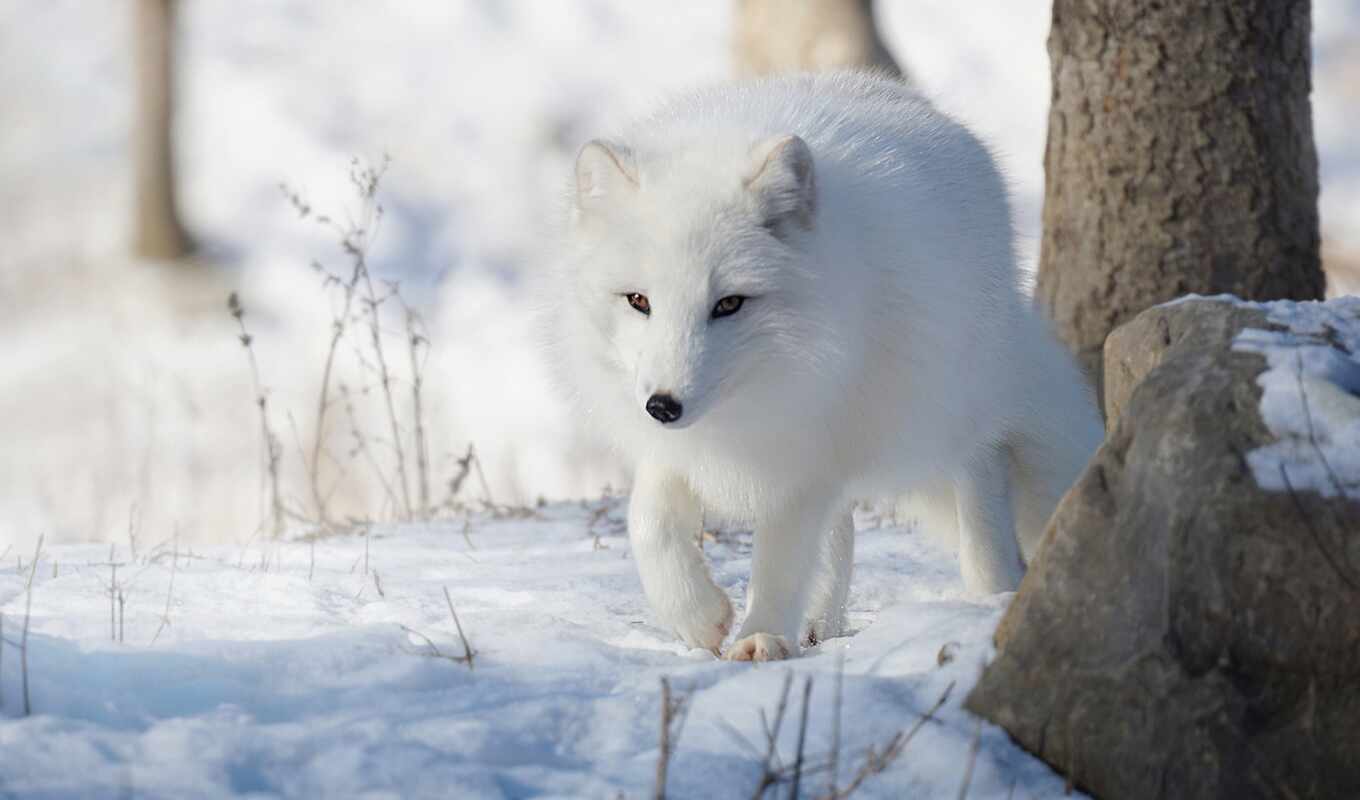 years, fox, tundra, arctic fox, photo section