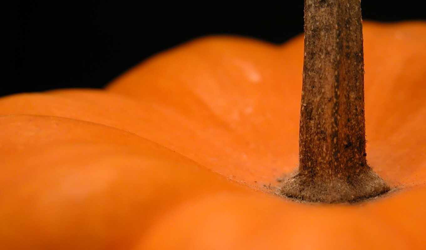 black, background, plant, orange, pumpkin