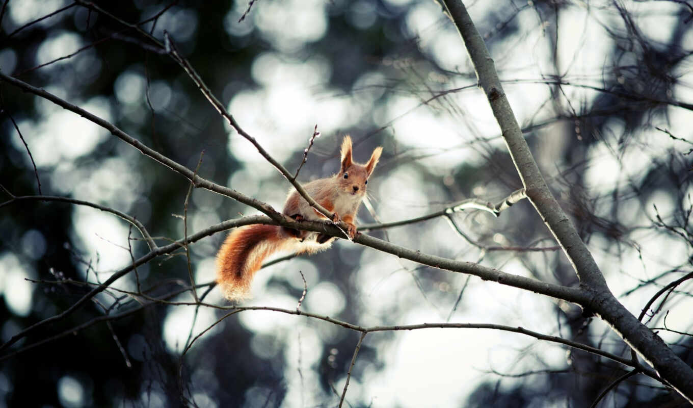 tree, sits, squirrels, bokeh, tail, zhivotnye, branches, ears, white