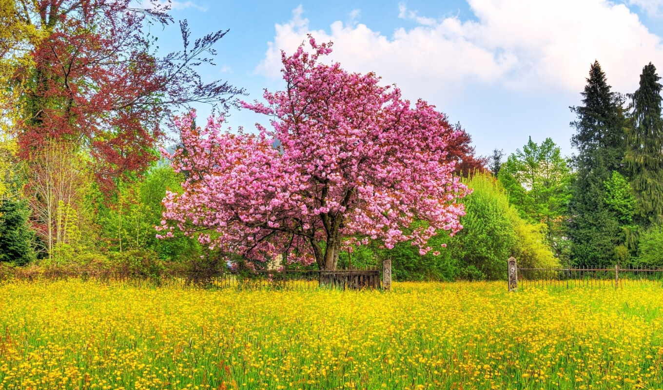 природа, дерево, pic, весной