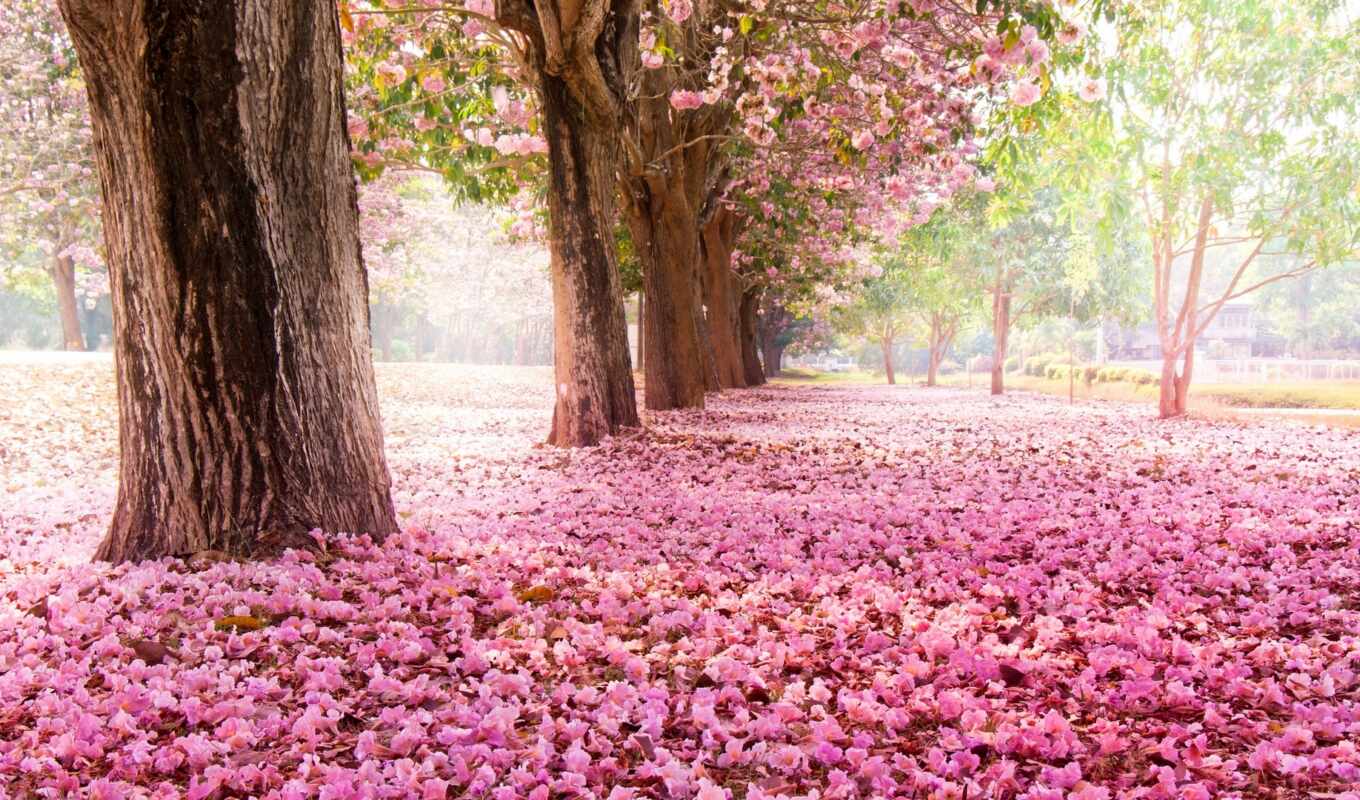 nature, macro, Sakura, pink, branch, spring, blossom, park, trees, cvety