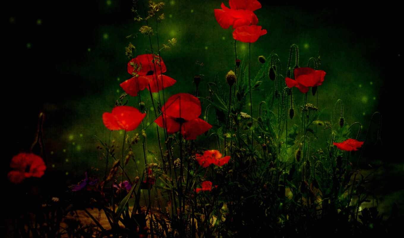 texture, night, beautiful, forest, tapety, cvety, beautiful, poppies, non