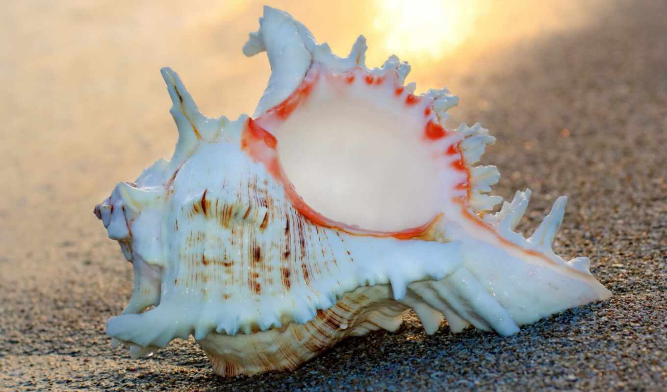 ди, shell