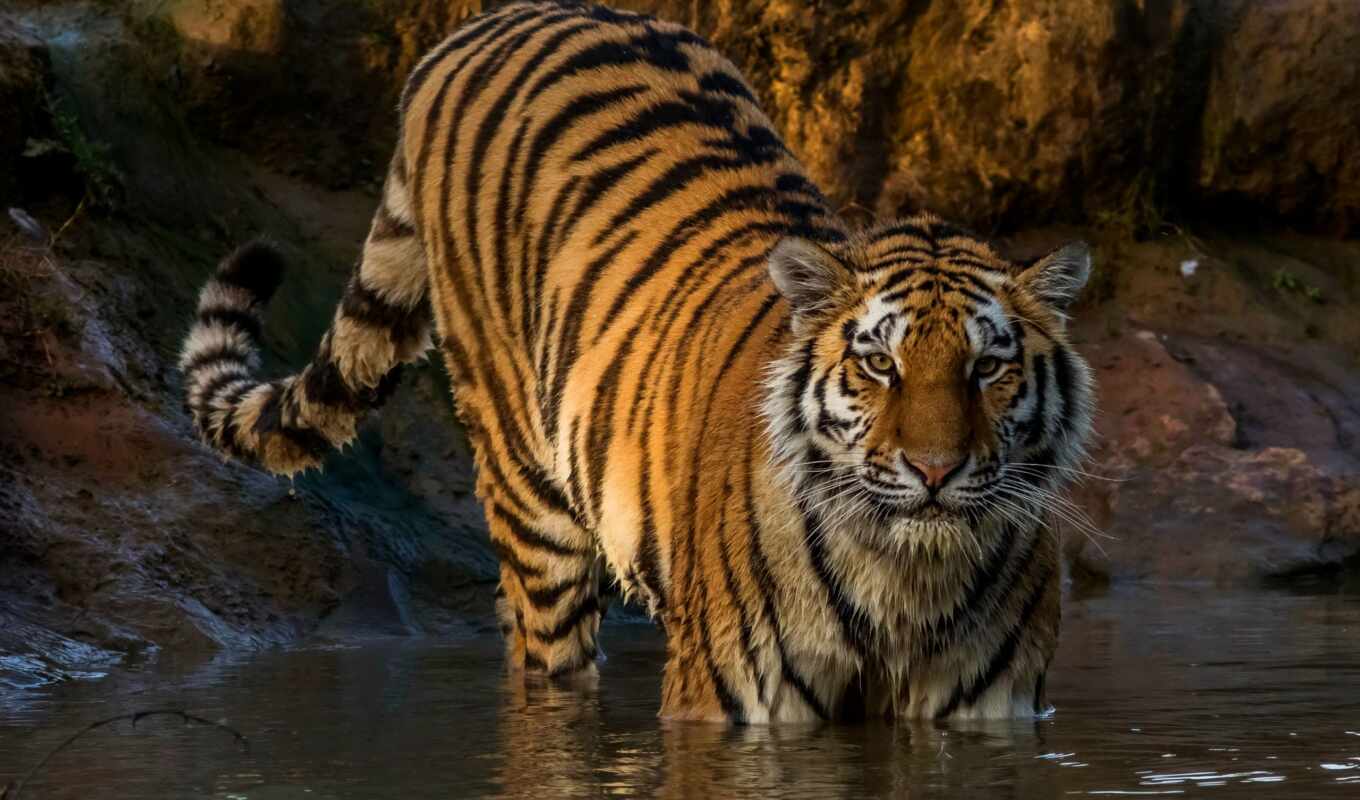 mobile, water, хищник, тигр, wet
