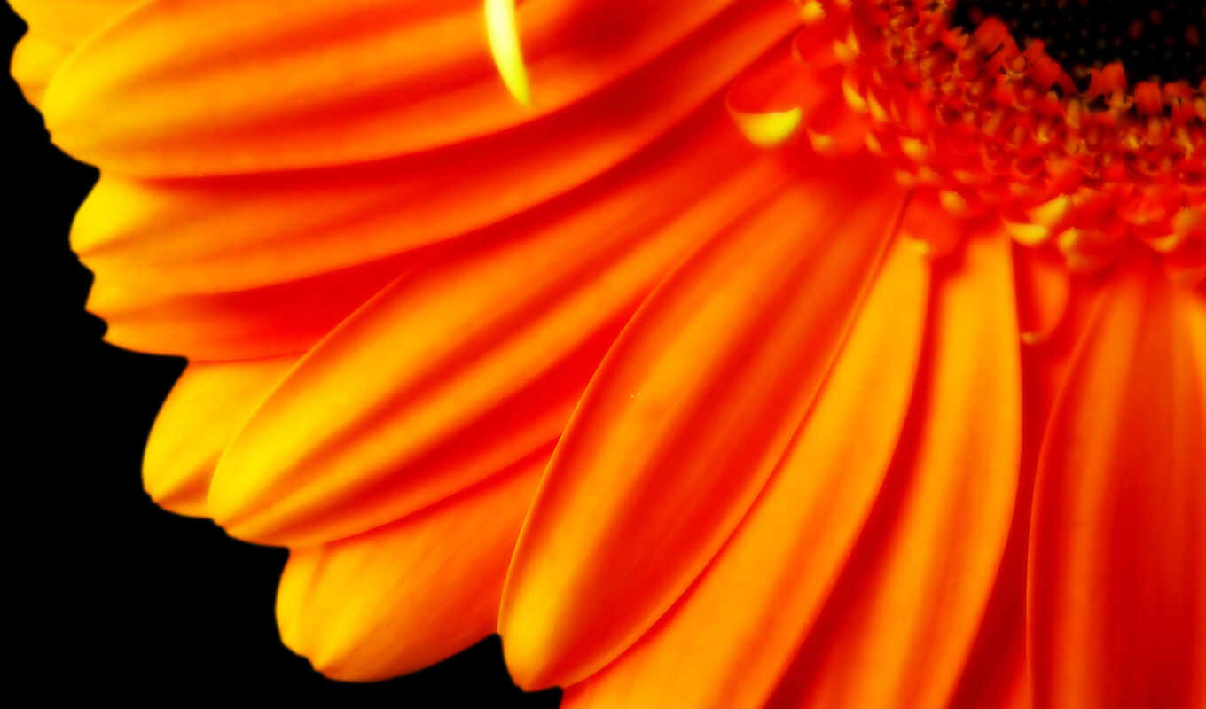 flowers, petal, orange, pure, idea