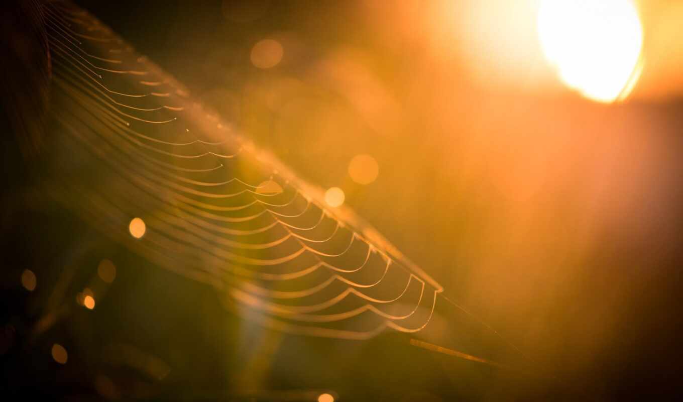 web, spiderweb, sunlight, паук