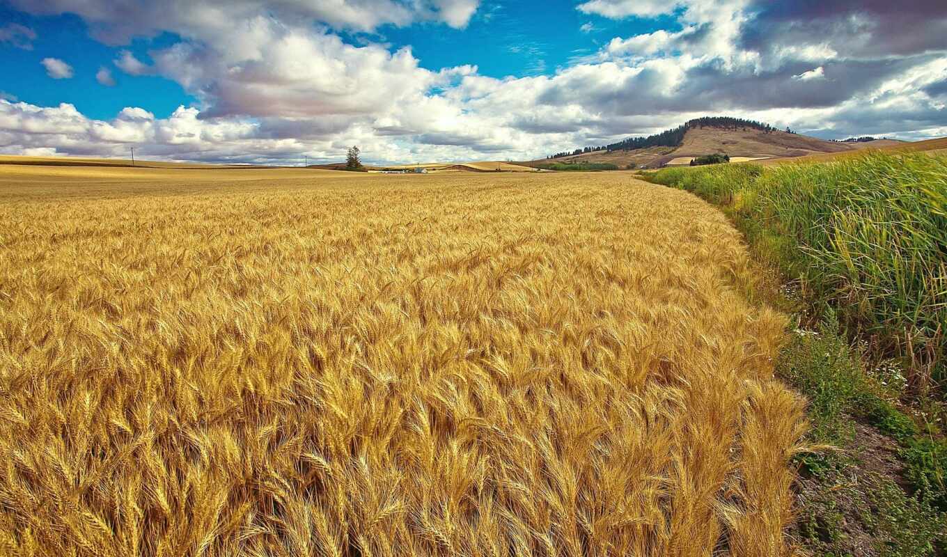небо, поле, пшеница, oir