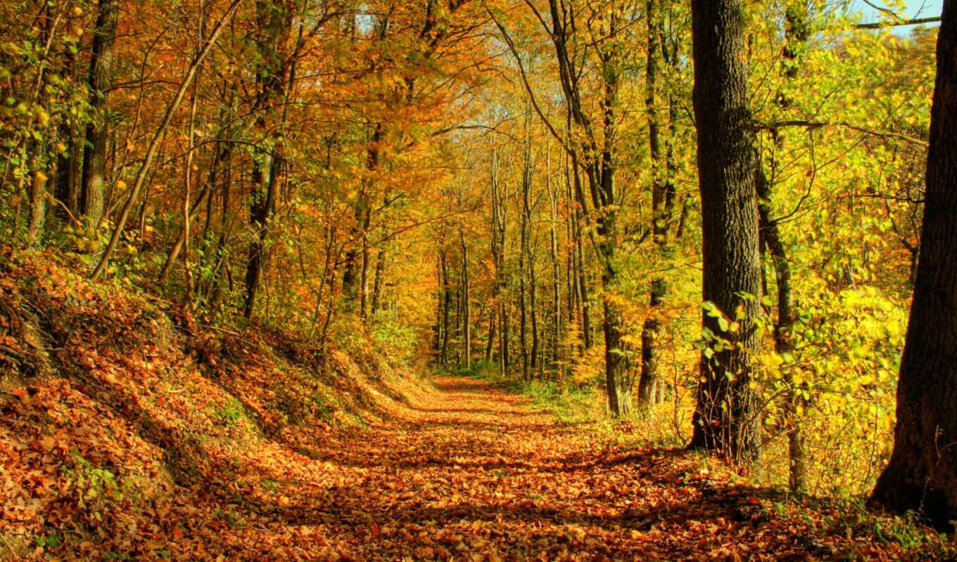лес, осень, peaceful