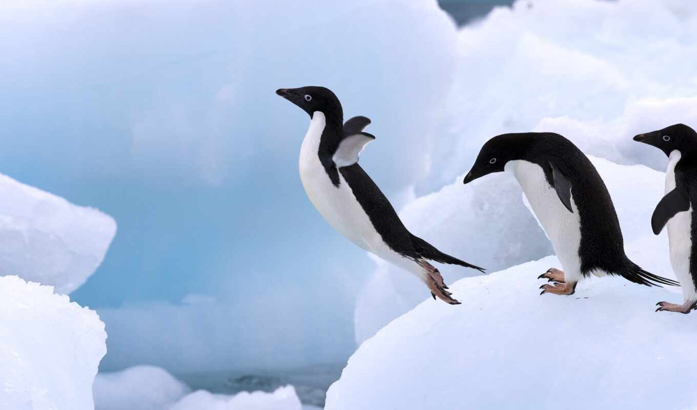пингвин, antarctic