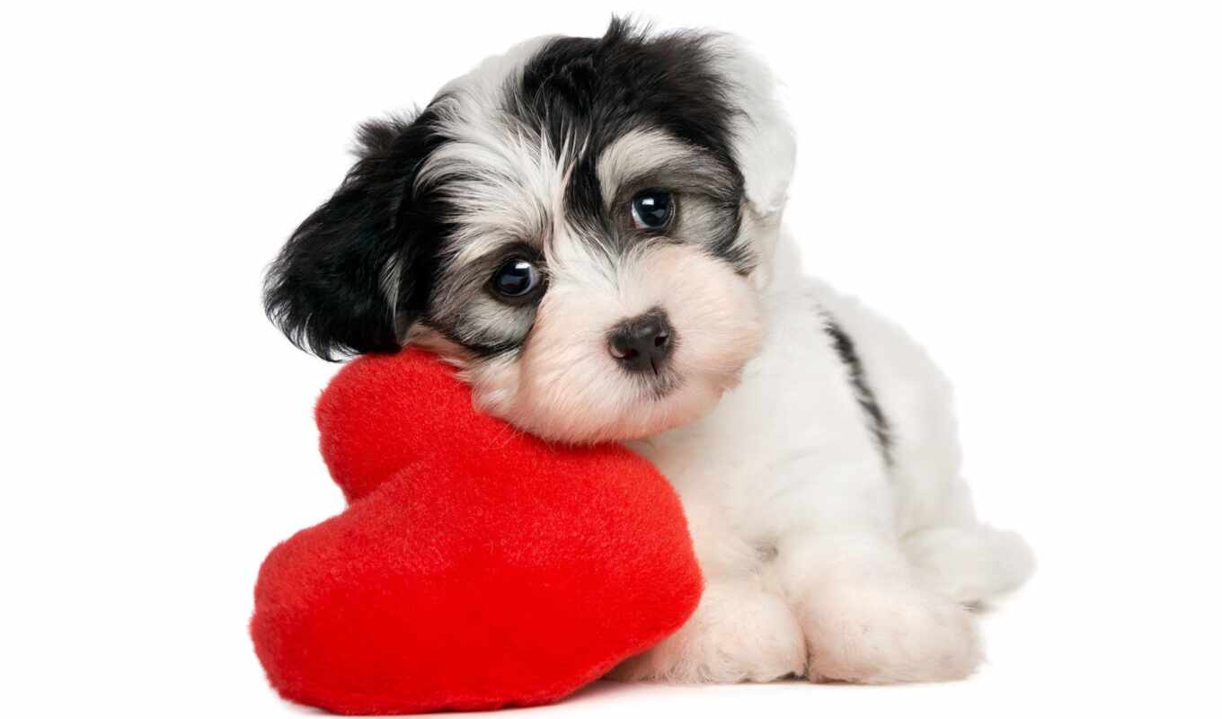 love, cute, собака, сердце, щенок, animal, valentine, pet