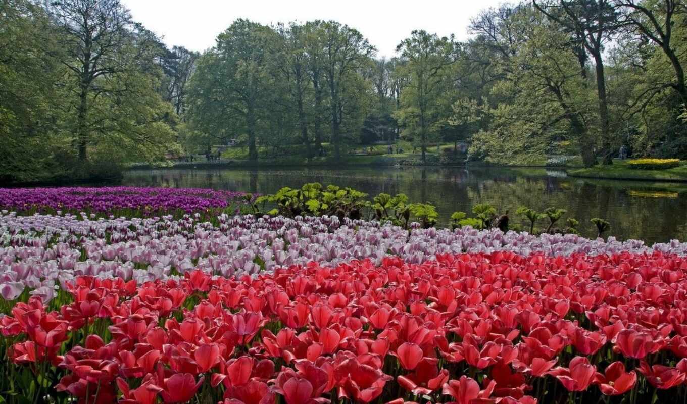 nature, free, picture, Netherlands, park, national, keukenhof, smooth