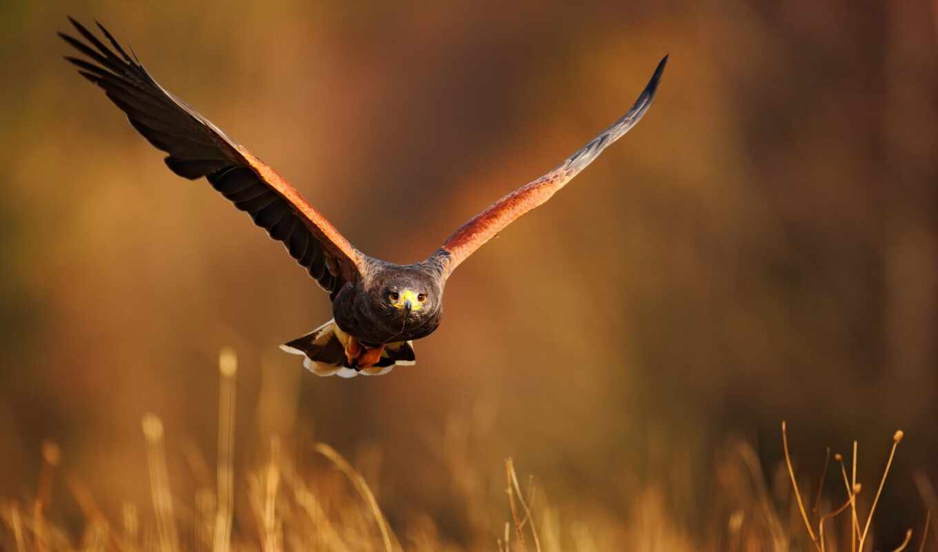free, photos, images, stock, bird, orlan, flying, hawk, prey