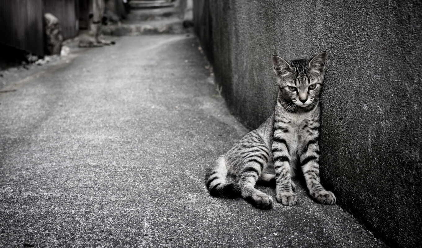 улица, кот, день, одинокий, loneliness