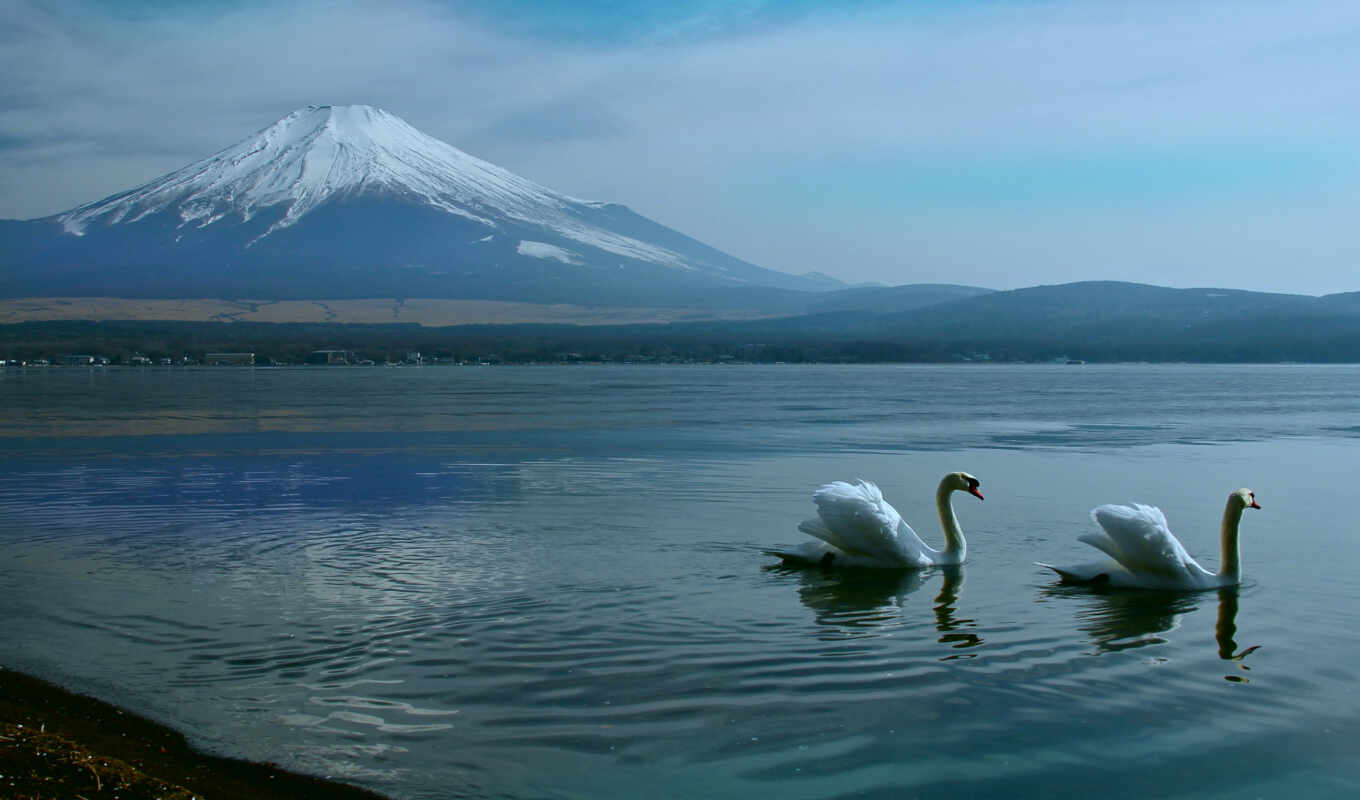 озеро, природа, water, гора, landscape, птица, park, два, лебедь, nagaike